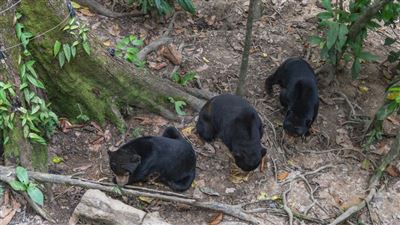 Bornean Sun Bear Conservation Centre